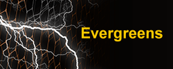 Evergreens